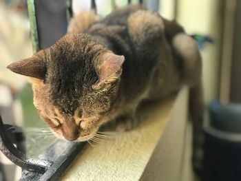 Close-up of cat sleeping