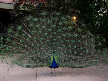 View of peacock