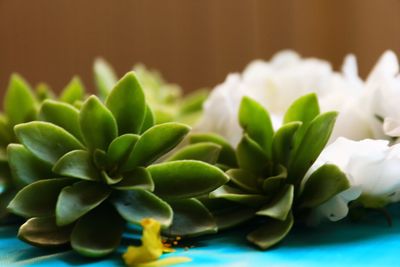 Close-up of succulent plant on table