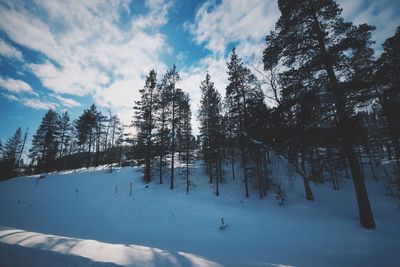 Trees on snow covered landscape against sky