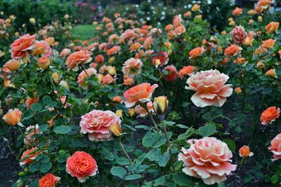 Rose plants growing on field at park