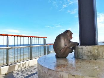 Monkey sitting on railing by sea against sky