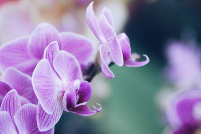 Close-up of purple flowers