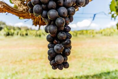 Close-up of berries growing on field