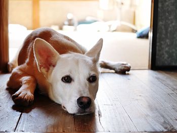 Close-up portrait of dog lying on hardwood floor at home