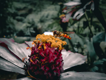 Close-up of yellow flower against blurred background