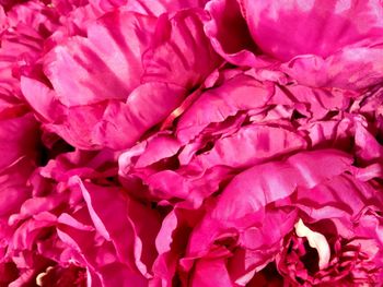 Close-up of pink flower