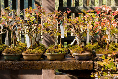 Close-up of plants