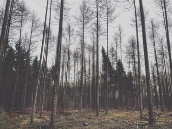 Trees growing in forest