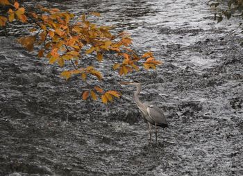 Bird on water