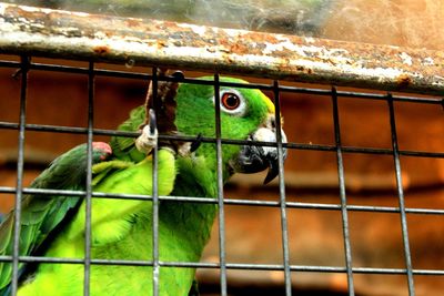 Close-up of bird in cage