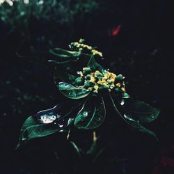 Close-up of flower