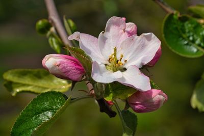 Close-up of pink flowering plant
