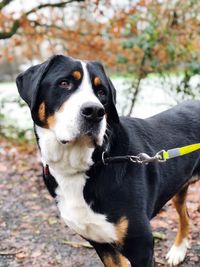 Close-up portrait of dog standing on tree