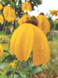 Close-up of yellow flowering plant