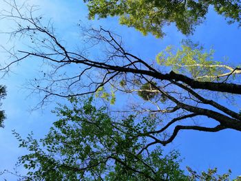 Low angle view of tree against blue sky
