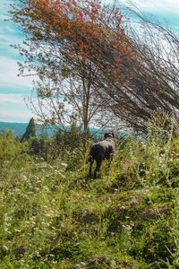 Horse in a field