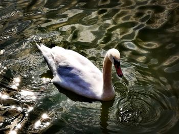 High angle view of duck swimming in lake