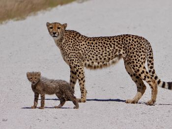 Portrait of cheetah with cub on road