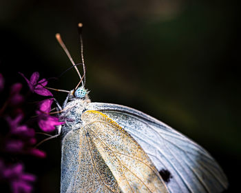 Butterfly on flower