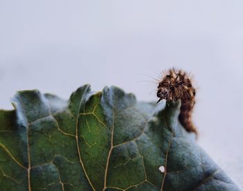 Close-up of caterpillar on leaf against white background