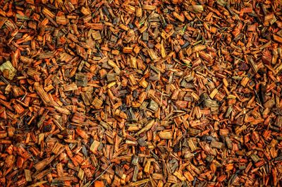 High angle view of insect on wood