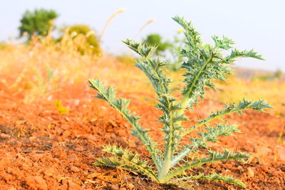 Close-up of plant growing on field