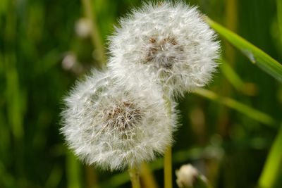 Close-up of white flower