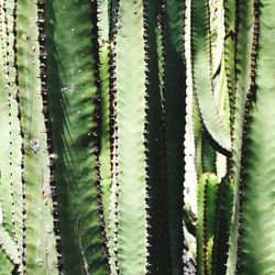 Full frame shot of cactus