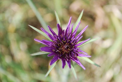 Close-up of purple flower blooming outdoors