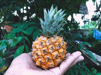 Midsection of person holding fruit