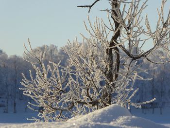 Close-up of frozen bare tree against clear sky