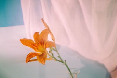 Close-up of orange rose flower