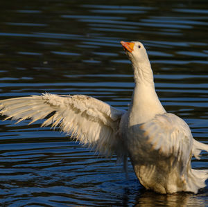 Duck on lake