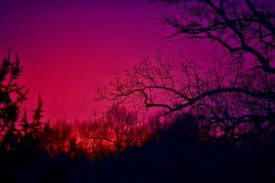 Silhouette bare trees against sky at night