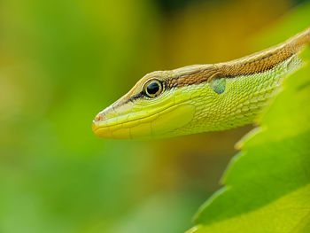 Close-up of lizard