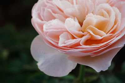 Close-up of blooming orange pastel color rose by natural light