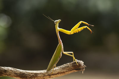 Hierodula venosa spesies mantis from borneo forest