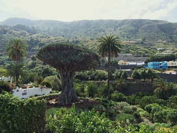 Palm trees on mountain against sky