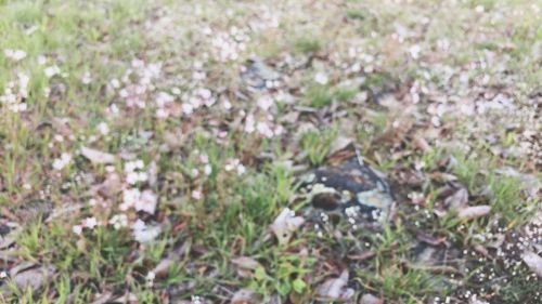 High angle view of bird on field