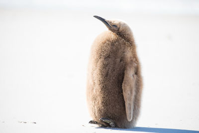 Penguin at beach on sunny day