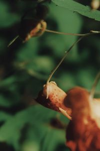 Close-up of snail on leaf