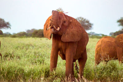 Red elephants in the savannah of tsavo east park during sunset