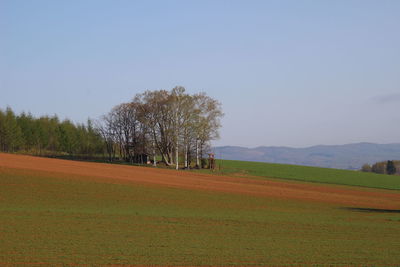 Trees on field against sky