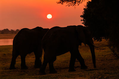 Elephants drinking water