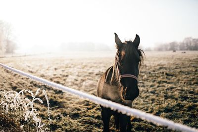 Horse on field against clear sky