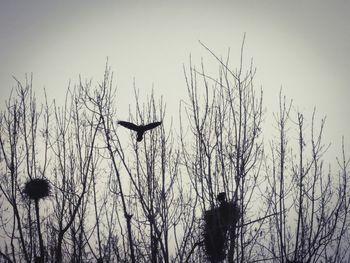 Low angle view of birds flying against sky