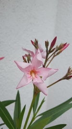 Close-up of pink flowers