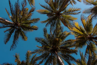 Beautiful coconut tree farm on the island of srau, pacitan, east java