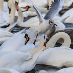 Seagulls flying